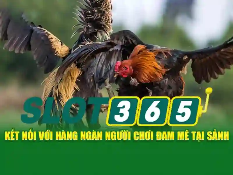 Tại sao chọn Slot365?