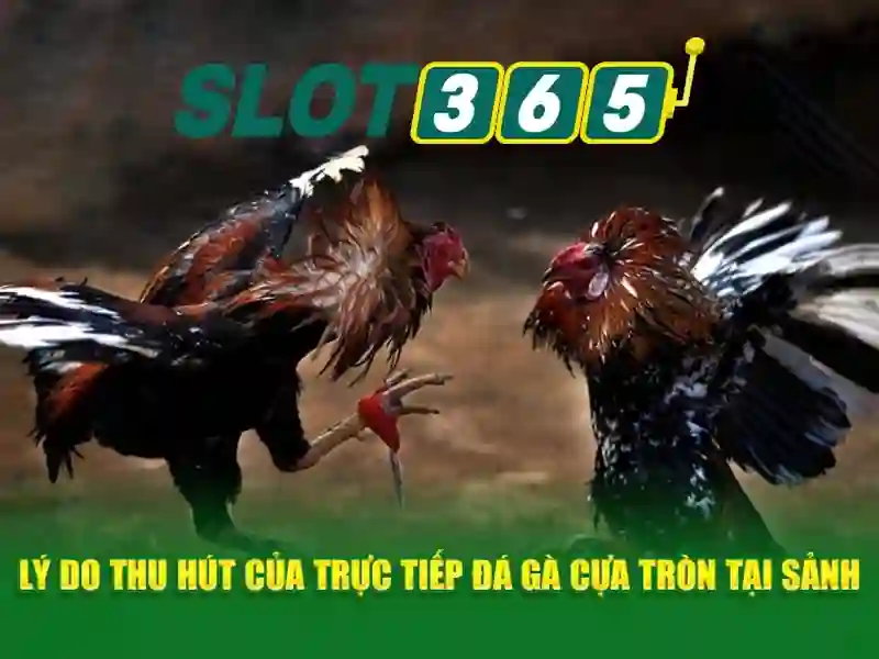 Tính năng và thưởng