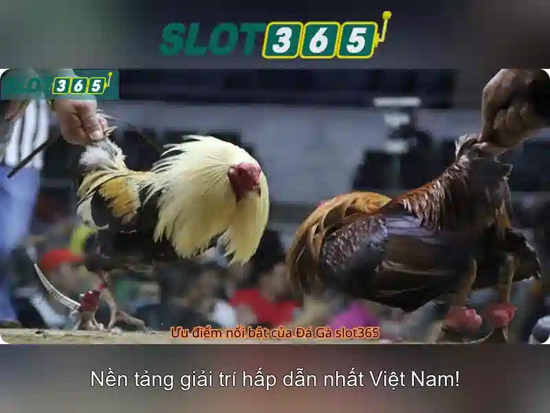Hỗ trợ người chơi và đánh giá
